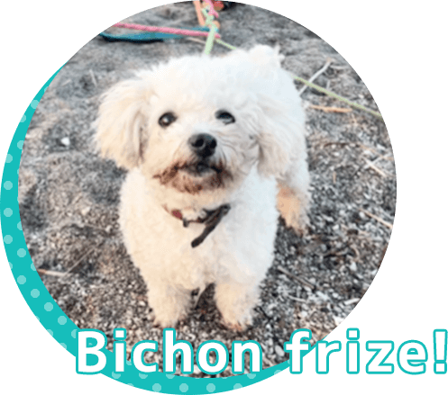 ビションフリーゼってどんなワンちゃん？